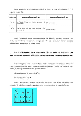 Betta splendens albino