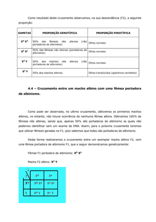 Betta splendens albino