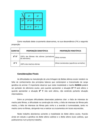 Betta splendens albino