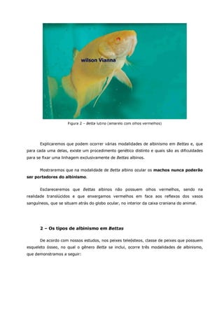 Betta splendens albino