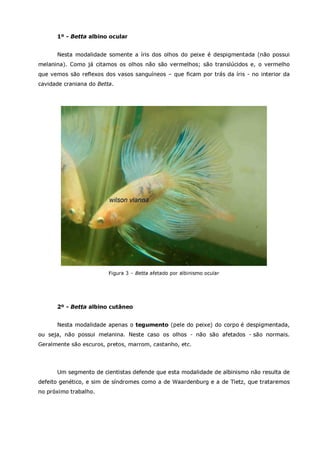 Betta splendens albino