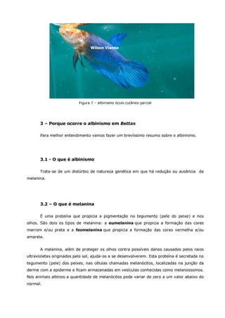 Betta splendens albino