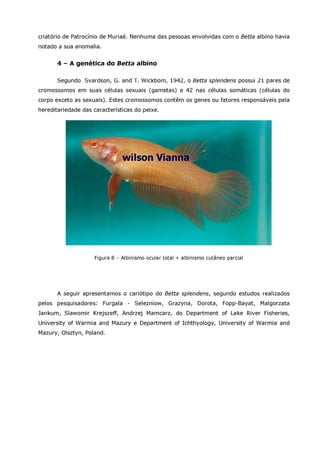 Betta splendens albino