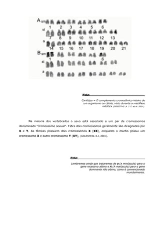 Betta splendens albino