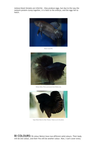 Betta tail types and patterns | DOC