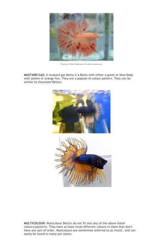 Betta tail types and patterns | DOC