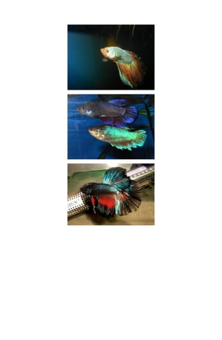 Betta tail types and patterns | DOC