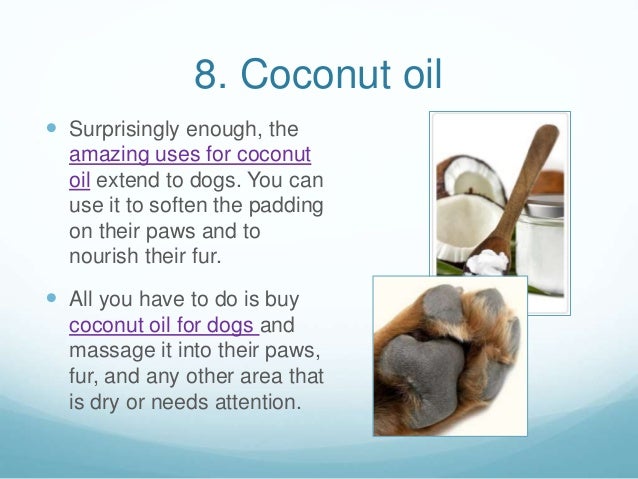 8 Tips for Grooming Your Dog