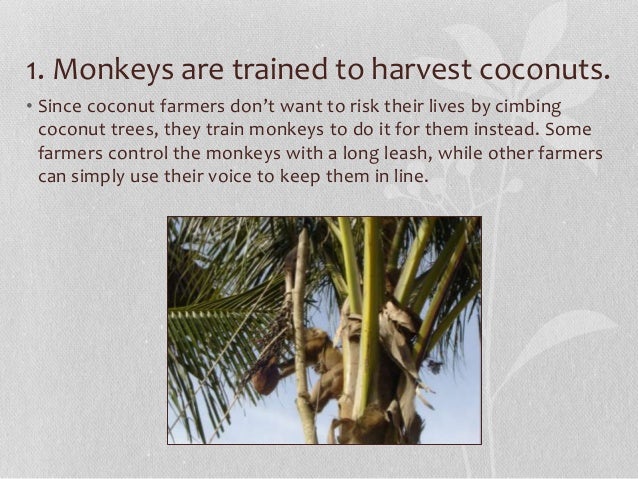 What do monkeys do for fun?