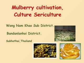 Mulberry cultivation, Culture Sericulture Bandanlanhoi District. Sukhothai,Thailand . Wang Nam Khao Sub District . 
