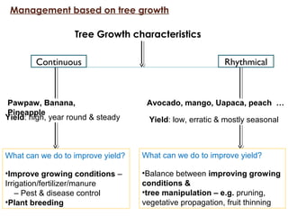 Management based on tree growth
Pawpaw, Banana,
Pineapple
Yield: high, year round & steady
What can we do to improve yield...