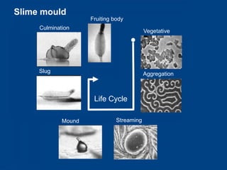 Slime mould
                     Fruiting body
     Culmination
                                           Vegetative




     Slug                                  Aggregation



                      Life Cycle

             Mound             Streaming
 