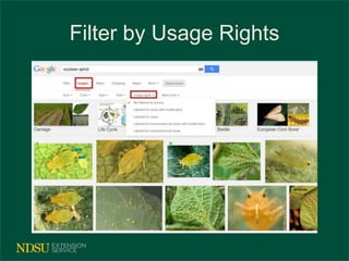 Filter by Usage Rights 
 