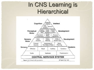 In CNS Learning is Hierarchical<br />