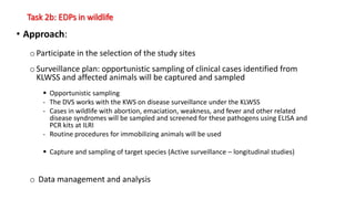 Task 2b: EDPs in wildlife
• Approach:
oParticipate in the selection of the study sites
oSurveillance plan: opportunistic sampling of clinical cases identified from
KLWSS and affected animals will be captured and sampled
 Opportunistic sampling
- The DVS works with the KWS on disease surveillance under the KLWSS
- Cases in wildlife with abortion, emaciation, weakness, and fever and other related
disease syndromes will be sampled and screened for these pathogens using ELISA and
PCR kits at ILRI
- Routine procedures for immobilizing animals will be used
 Capture and sampling of target species (Active surveillance – longitudinal studies)
o Data management and analysis
 