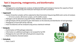 Task 3: Sequencing, metagenomics, and bioinformatics
• Objective
o Metagenomic and phylogenetic analyses of detected EDPs and training to improve the capacity of local
researchers on sequencing and molecular techniques for EDP surveillance
• Approach
o Subset of positive samples will be subjected to Next Generation Sequencing (NGS) and a series of analyses
o 56 human samples, 88 livestock samples, and 45 wildlife samples
o Pathogens will be detected using GOTTCHA2, KRAKEN, PanGIA in EDGE
o EDP genotypes will be assessed to give information on the diversity and distribution of each genotype
o Phylogenies of each EDP will be inferred
o Host microbiomes will be analysed using various statistical methods
• Outputs
o Confirmation of PCR pathogen detection
o Information on additional pathogens not assayed for by PCR
o Phylogenies for each EDP with whole genome sequencing
o Host microbiome characterization
• Schedule
o Years 2 and 3
 