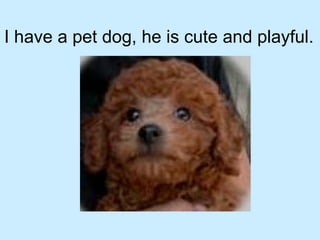 I have a pet dog, he is cute and playful.  
