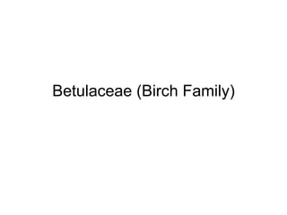 Betulaceae (Birch Family) 