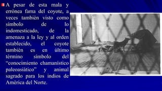 A pesar de esta mala y
errónea fama del coyote, a
veces también visto como
símbolo de lo
indomesticado, de la
amenaza a la ley y al orden
establecido, el coyote
también es en último
término símbolo del
“conocimiento chamanístico
paleoasiático” y animal
sagrado para los indios de
América del Norte.
 