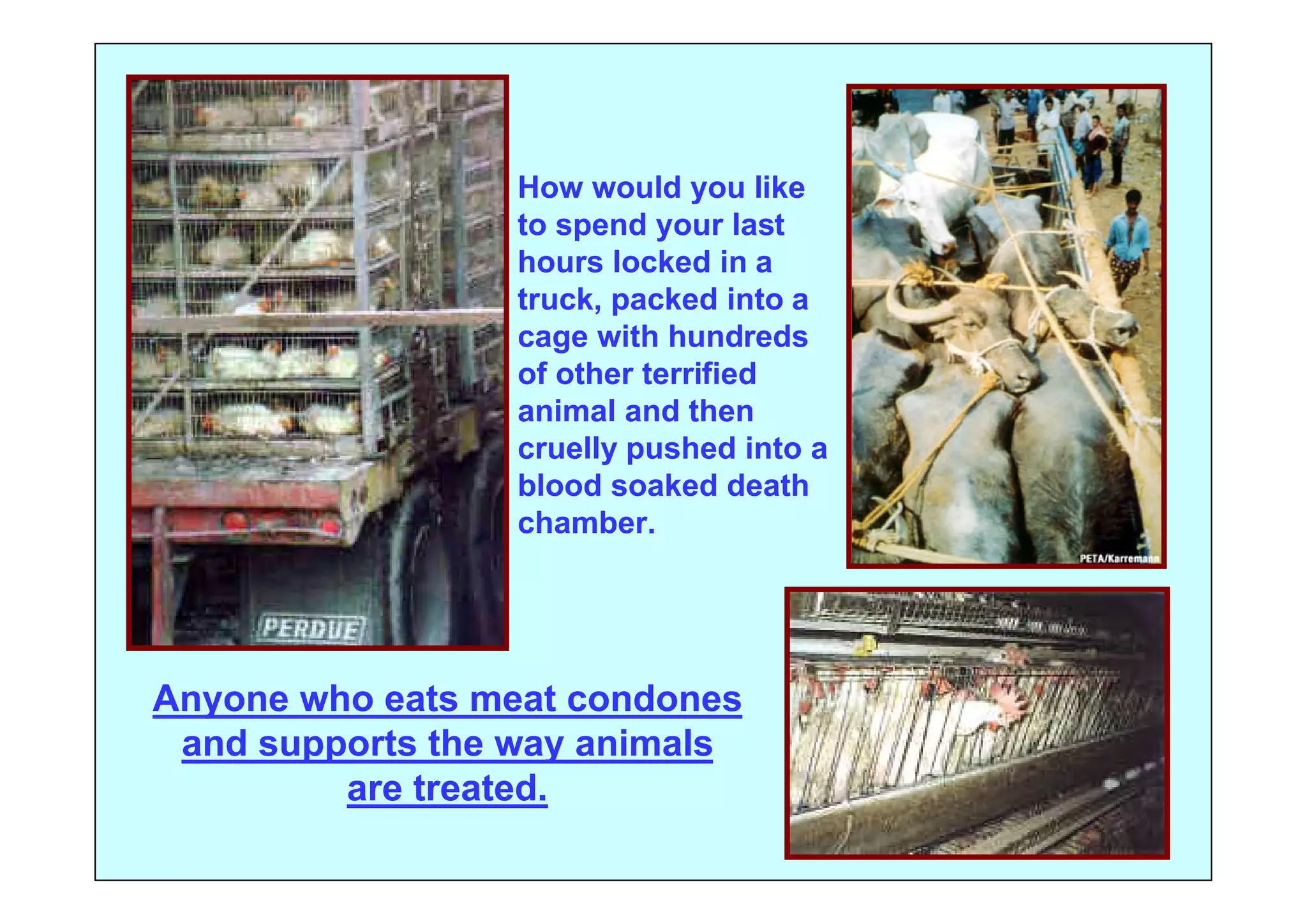 How would you like
                 to spend your last
                 hours locked in a
                 truck, packed into a
                 cage with hundreds
                 of other terrified
                 animal and then
                 cruelly pushed into a
                 blood soaked death
                 chamber.




Anyone who eats meat condones
 and supports the way animals
         are treated.
 