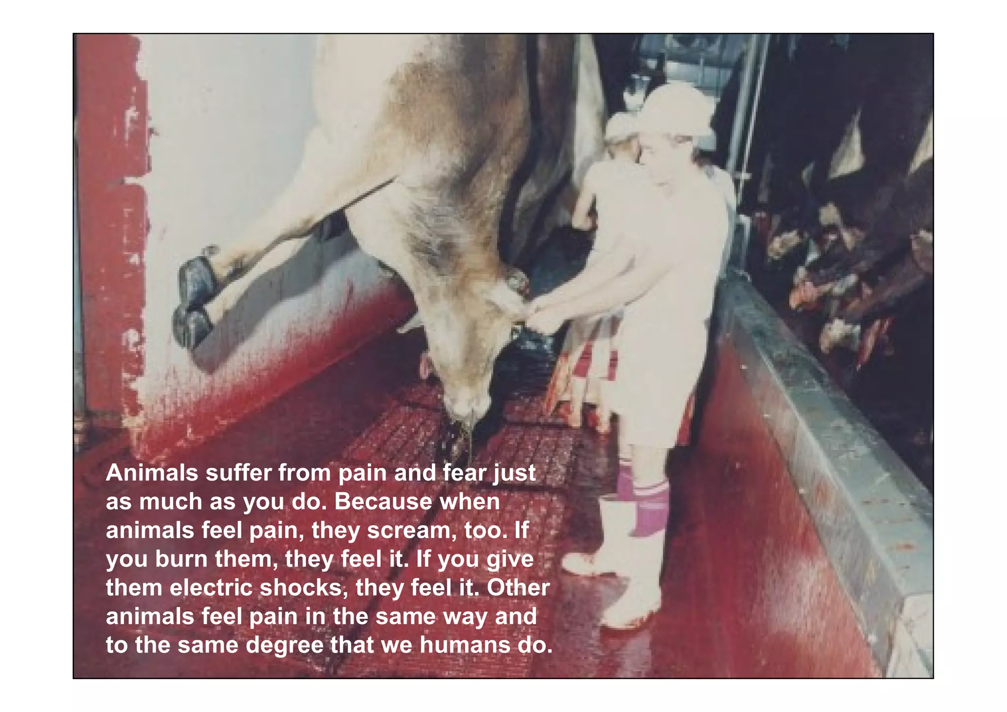 Animals suffer from pain and fear just
as much as you do. Because when
animals feel pain, they scream, too. If
you burn them, they feel it. If you give
them electric shocks, they feel it. Other
animals feel pain in the same way and
to the same degree that we humans do.
 