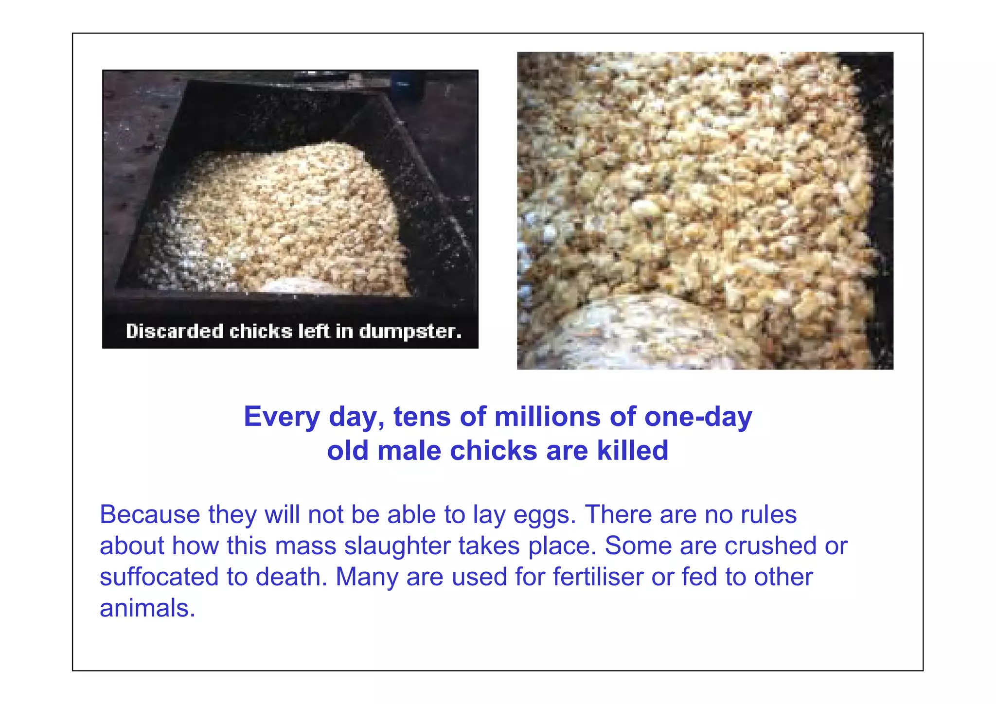 Every day, tens of millions of one-day
                  old male chicks are killed

Because they will not be able to lay eggs. There are no rules
about how this mass slaughter takes place. Some are crushed or
suffocated to death. Many are used for fertiliser or fed to other
animals.
 