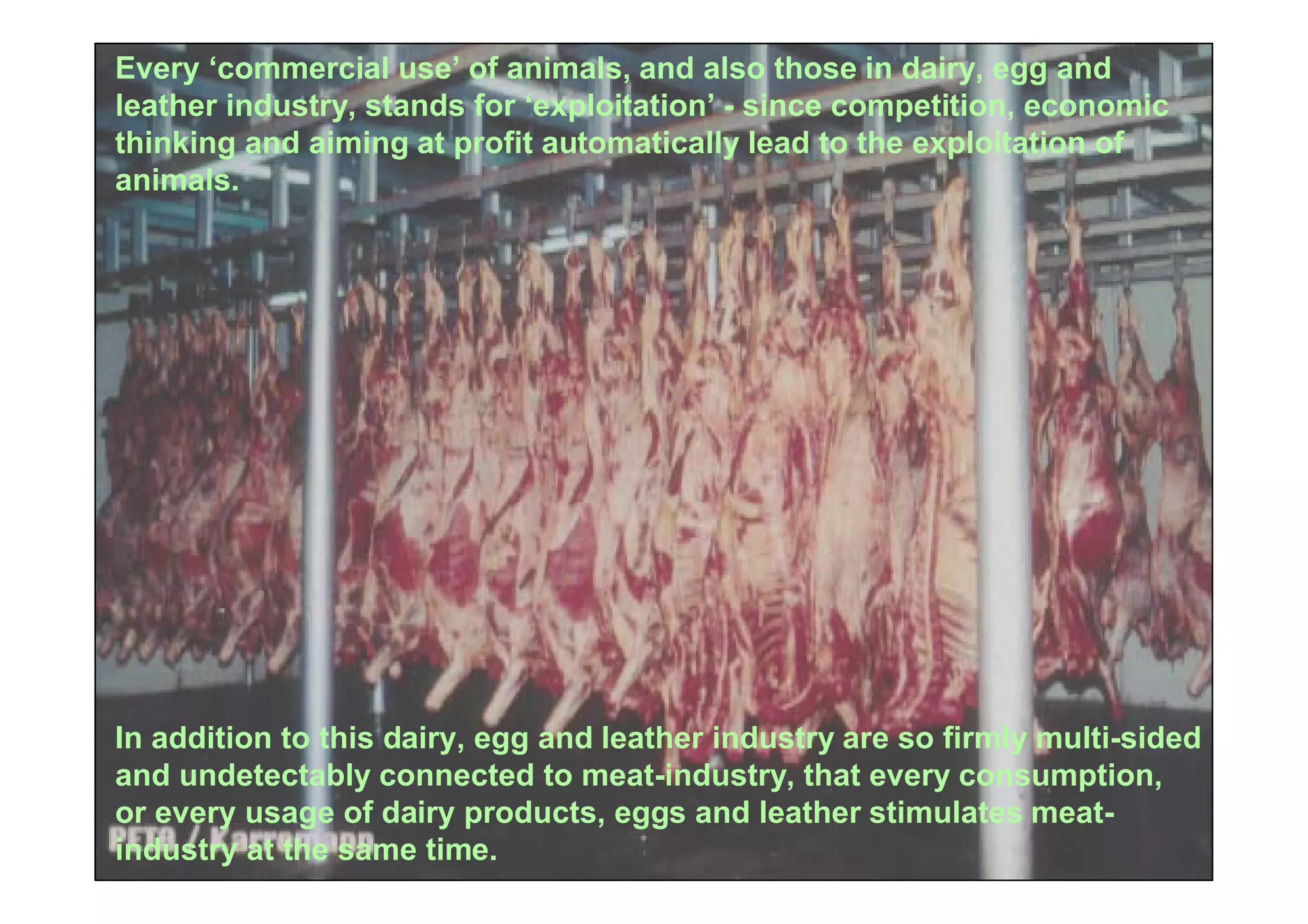 Every ‘commercial use’ of animals, and also those in dairy, egg and
leather industry, stands for ‘exploitation’ - since competition, economic
thinking and aiming at profit automatically lead to the exploitation of
animals.




In addition to this dairy, egg and leather industry are so firmly multi-sided
and undetectably connected to meat-industry, that every consumption,
or every usage of dairy products, eggs and leather stimulates meat-
industry at the same time.
 