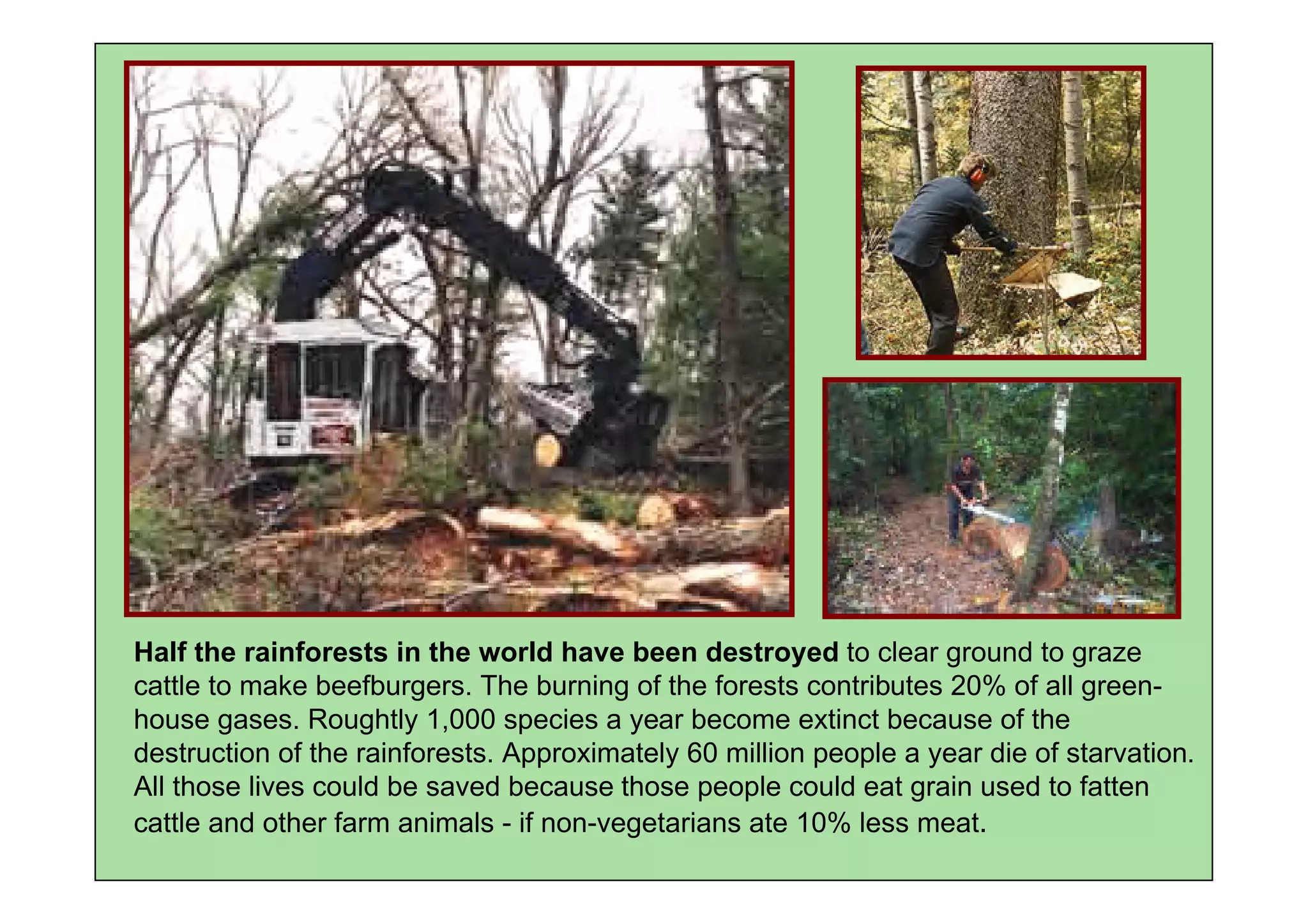 Half the rainforests in the world have been destroyed to clear ground to graze
cattle to make beefburgers. The burning of the forests contributes 20% of all green-
house gases. Roughtly 1,000 species a year become extinct because of the
destruction of the rainforests. Approximately 60 million people a year die of starvation.
All those lives could be saved because those people could eat grain used to fatten
cattle and other farm animals - if non-vegetarians ate 10% less meat.
 