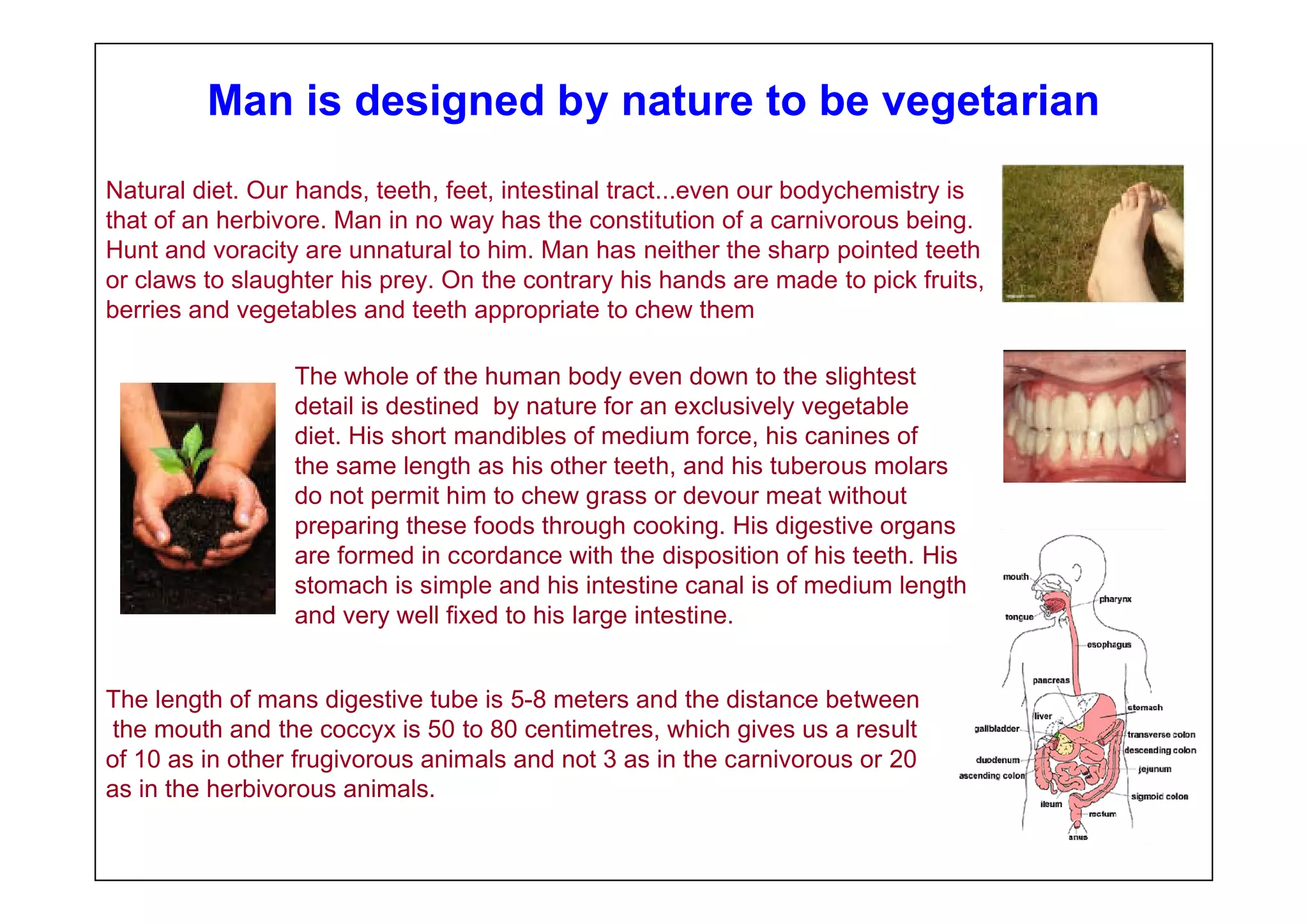 Man is designed by nature to be vegetarian
Natural diet. Our hands, teeth, feet, intestinal tract...even our bodychemistry is
that of an herbivore. Man in no way has the constitution of a carnivorous being.
Hunt and voracity are unnatural to him. Man has neither the sharp pointed teeth
or claws to slaughter his prey. On the contrary his hands are made to pick fruits,
berries and vegetables and teeth appropriate to chew them

                 The whole of the human body even down to the slightest
                 detail is destined by nature for an exclusively vegetable
                 diet. His short mandibles of medium force, his canines of
                 the same length as his other teeth, and his tuberous molars
                 do not permit him to chew grass or devour meat without
                 preparing these foods through cooking. His digestive organs
                 are formed in ccordance with the disposition of his teeth. His
                 stomach is simple and his intestine canal is of medium length
                 and very well fixed to his large intestine.


The length of mans digestive tube is 5-8 meters and the distance between
 the mouth and the coccyx is 50 to 80 centimetres, which gives us a result
of 10 as in other frugivorous animals and not 3 as in the carnivorous or 20
as in the herbivorous animals.
 