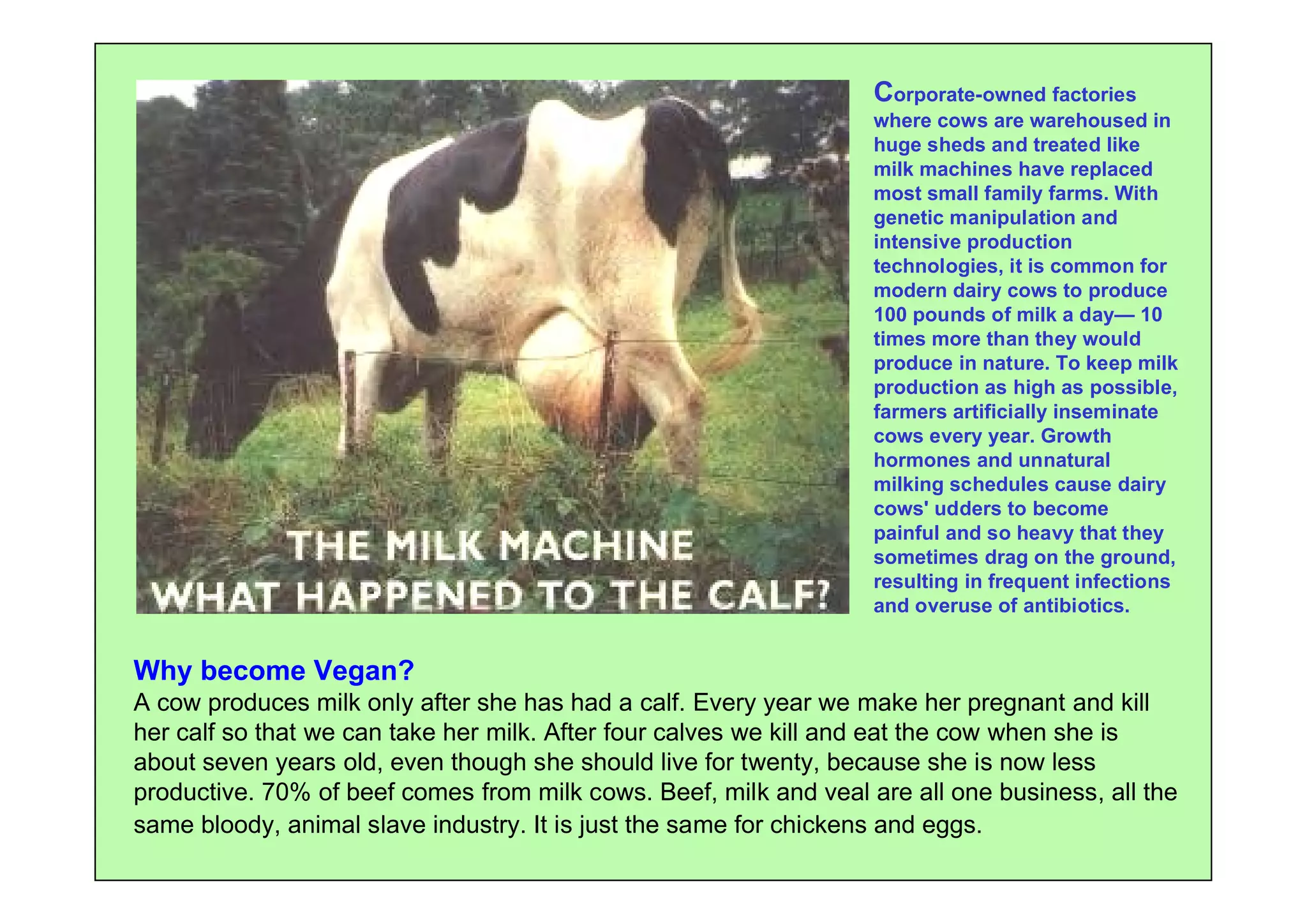 Corporate-owned factories
                                                                   where cows are warehoused in
                                                                   huge sheds and treated like
                                                                   milk machines have replaced
                                                                   most small family farms. With
                                                                   genetic manipulation and
                                                                   intensive production
                                                                   technologies, it is common for
                                                                   modern dairy cows to produce
                                                                   100 pounds of milk a day— 10
                                                                   times more than they would
                                                                   produce in nature. To keep milk
                                                                   production as high as possible,
                                                                   farmers artificially inseminate
                                                                   cows every year. Growth
                                                                   hormones and unnatural
                                                                   milking schedules cause dairy
                                                                   cows' udders to become
                                                                   painful and so heavy that they
                                                                   sometimes drag on the ground,
                                                                   resulting in frequent infections
                                                                   and overuse of antibiotics.


Why become Vegan?
A cow produces milk only after she has had a calf. Every year we make her pregnant and kill
her calf so that we can take her milk. After four calves we kill and eat the cow when she is
about seven years old, even though she should live for twenty, because she is now less
productive. 70% of beef comes from milk cows. Beef, milk and veal are all one business, all the
same bloody, animal slave industry. It is just the same for chickens and eggs.
 