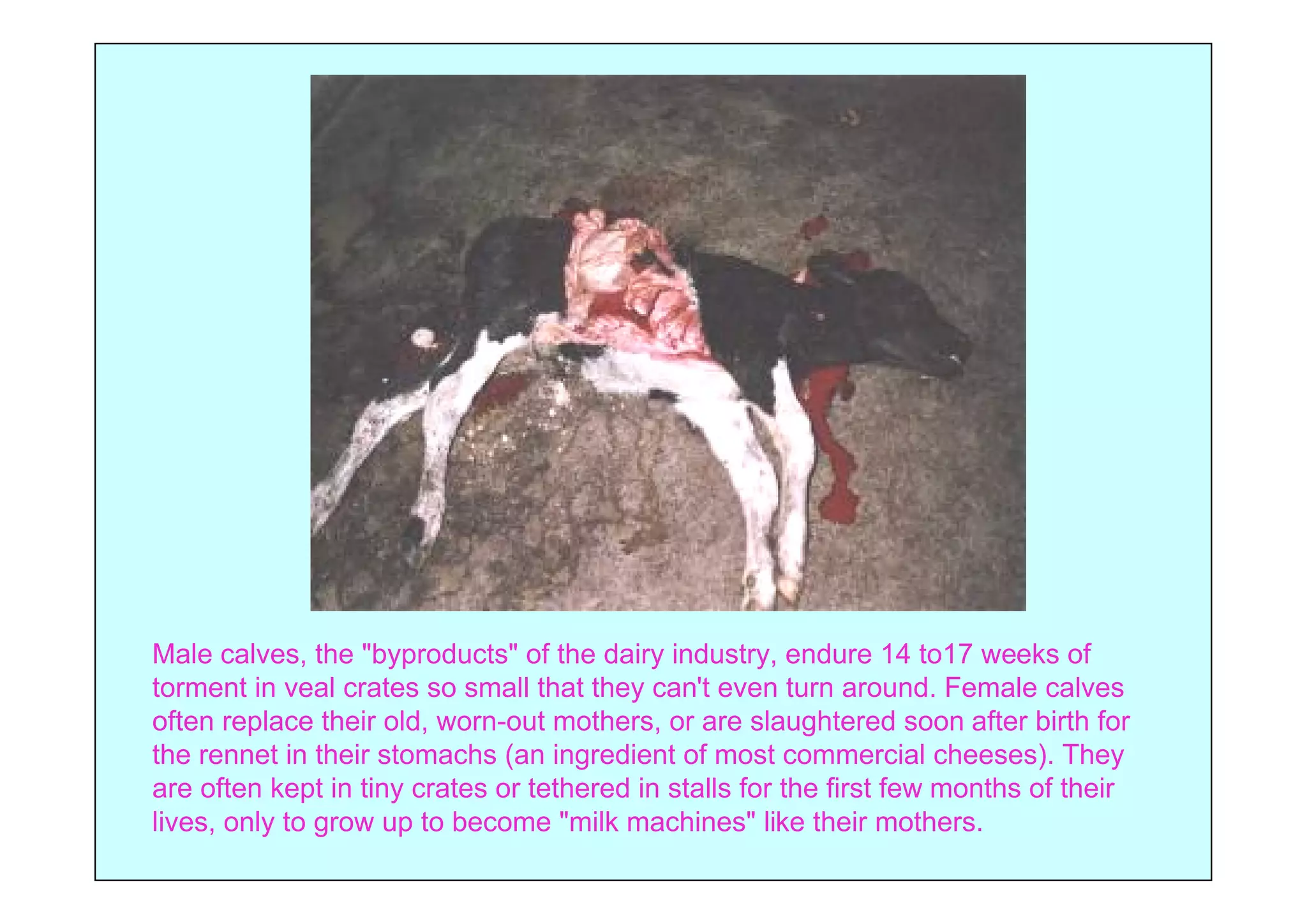 Male calves, the "byproducts" of the dairy industry, endure 14 to17 weeks of
torment in veal crates so small that they can't even turn around. Female calves
often replace their old, worn-out mothers, or are slaughtered soon after birth for
the rennet in their stomachs (an ingredient of most commercial cheeses). They
are often kept in tiny crates or tethered in stalls for the first few months of their
lives, only to grow up to become "milk machines" like their mothers.
 