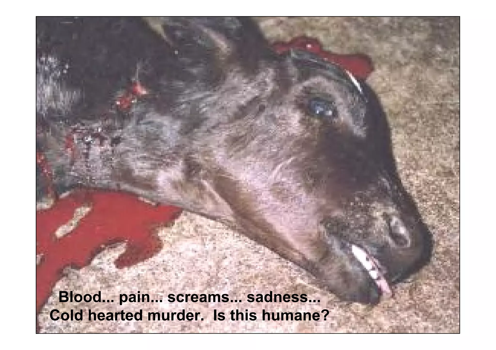 Blood... pain... screams... sadness...
Cold hearted murder. Is this humane?
 