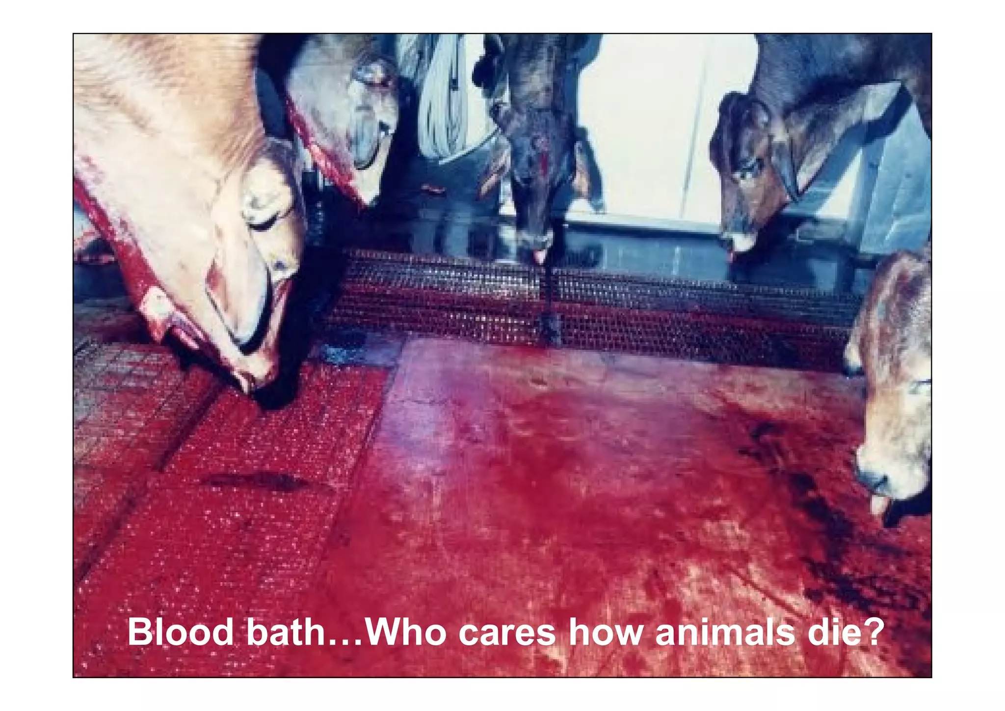 Blood bath…Who cares how animals die?
 