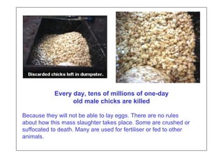 Every day, tens of millions of one-day
                  old male chicks are killed

Because they will not be able to lay eggs. There are no rules
about how this mass slaughter takes place. Some are crushed or
suffocated to death. Many are used for fertiliser or fed to other
animals.
 