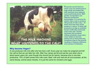 Corporate-owned factories
                                                                   where cows are warehoused in
                                                                   huge sheds and treated like
                                                                   milk machines have replaced
                                                                   most small family farms. With
                                                                   genetic manipulation and
                                                                   intensive production
                                                                   technologies, it is common for
                                                                   modern dairy cows to produce
                                                                   100 pounds of milk a day— 10
                                                                   times more than they would
                                                                   produce in nature. To keep milk
                                                                   production as high as possible,
                                                                   farmers artificially inseminate
                                                                   cows every year. Growth
                                                                   hormones and unnatural
                                                                   milking schedules cause dairy
                                                                   cows' udders to become
                                                                   painful and so heavy that they
                                                                   sometimes drag on the ground,
                                                                   resulting in frequent infections
                                                                   and overuse of antibiotics.


Why become Vegan?
A cow produces milk only after she has had a calf. Every year we make her pregnant and kill
her calf so that we can take her milk. After four calves we kill and eat the cow when she is
about seven years old, even though she should live for twenty, because she is now less
productive. 70% of beef comes from milk cows. Beef, milk and veal are all one business, all the
same bloody, animal slave industry. It is just the same for chickens and eggs.
 