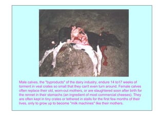 Male calves, the "byproducts" of the dairy industry, endure 14 to17 weeks of
torment in veal crates so small that they can't even turn around. Female calves
often replace their old, worn-out mothers, or are slaughtered soon after birth for
the rennet in their stomachs (an ingredient of most commercial cheeses). They
are often kept in tiny crates or tethered in stalls for the first few months of their
lives, only to grow up to become "milk machines" like their mothers.
 