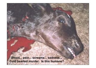 Blood... pain... screams... sadness...
Cold hearted murder. Is this humane?
 