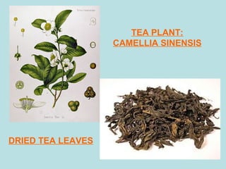 TEA PLANT:
CAMELLIA SINENSIS
DRIED TEA LEAVES
 