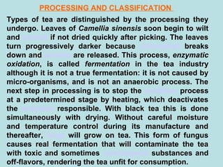 PROCESSING AND CLASSIFICATION
Types of tea are distinguished by the processing they
undergo. Leaves of Camellia sinensis soon begin to wilt
and oxidize if not dried quickly after picking. The leaves
turn progressively darker because chlorophyll breaks
down and tannins are released. This process, enzymatic
oxidation, is called fermentation in the tea industry
although it is not a true fermentation: it is not caused by
micro-organisms, and is not an anaerobic process. The
next step in processing is to stop the oxidation process
at a predetermined stage by heating, which deactivates
the enzymes responsible. With black tea this is done
simultaneously with drying. Without careful moisture
and temperature control during its manufacture and
thereafter, fungi will grow on tea. This form of fungus
causes real fermentation that will contaminate the tea
with toxic and sometimes carcinogenic substances and
off-flavors, rendering the tea unfit for consumption.
 