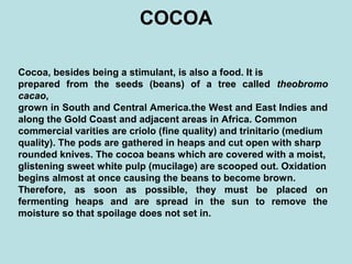COCOA
Cocoa, besides being a stimulant, is also a food. It is
prepared from the seeds (beans) of a tree called theobromo
cacao,
grown in South and Central America.the West and East Indies and
along the Gold Coast and adjacent areas in Africa. Common
commercial varities are criolo (fine quality) and trinitario (medium
quality). The pods are gathered in heaps and cut open with sharp
rounded knives. The cocoa beans which are covered with a moist,
glistening sweet white pulp (mucilage) are scooped out. Oxidation
begins almost at once causing the beans to become brown.
Therefore, as soon as possible, they must be placed on
fermenting heaps and are spread in the sun to remove the
moisture so that spoilage does not set in.
 