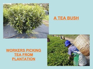A TEA BUSH
WORKERS PICKING
TEA FROM
PLANTATION
 