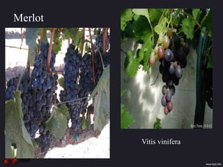 Merlot
Vitis vinifera
 