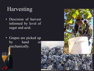 Harvesting
• Descision of harvest
informed by level of
sugar and acid.
• Grapes are picked up
by hand or
mechanically.
 