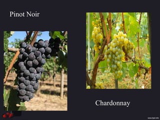 Pinot Noir
Chardonnay
 