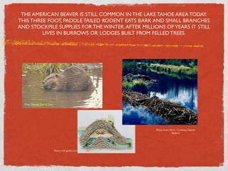 THE AMERICAN BEAVER IS STILL COMMON IN THE LAKE TAHOE AREA TODAY.
THIS THREE FOOT, PADDLE TAILED RODENT EATS BARK AND SMALL BRANCHES
AND STOCKPILE SUPPLIES FOR THE WINTER. AFTER MILLIONS OF YEARS IT STILL
         LIVES IN BURROWS OR LODGES BUILT FROM FELLED TREES.




  Matt Renda Sierra Sun




                                                   Photo from 2012 - Cooksey-Talbott
                                                                Gallery




                          Every trail guide.com
 