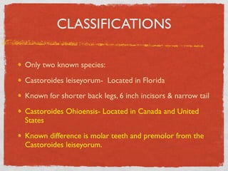 CLASSIFICATIONS

Only two known species:
Castoroides leiseyorum- Located in Florida
Known for shorter back legs, 6 inch incisors & narrow tail
Castoroides Ohioensis- Located in Canada and United
States
Known difference is molar teeth and premolor from the
Castoroides leiseyorum.
 