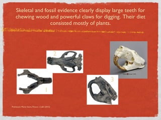 Skeletal and fossil evidence clearly display large teeth for
    chewing wood and powerful claws for digging. Their diet
                   consisted mostly of plants.




                                                  2


                                                      3
                                        1

Prehistoric Planet Store, Picture 1,2,&3 (2012)
 