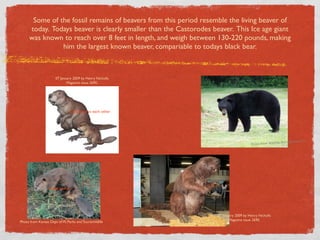 Some of the fossil remains of beavers from this period resemble the living beaver of
     today. Todays beaver is clearly smaller than the Castorodes beaver. This Ice age giant
     was known to reach over 8 feet in length, and weigh between 130-220 pounds, making
               him the largest known beaver, compariable to todays black bear.



                      07 January 2009 by Henry Nicholls
                             Magazine issue 2690.




                               Compared to each other




                                                                                                                    t Pro
                                                                                                      life Managemen
                                                                                      Photo from Wild




                  Todays beaver




                                                                  07 January 2009 by Henry Nicholls
                                                                         Magazine issue 2690.
Photo from Kansas Dept of W, Parks and Tourismildlife
 