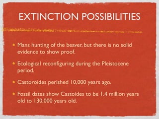 EXTINCTION POSSIBILITIES

Mans hunting of the beaver, but there is no solid
evidence to show proof.

Ecological reconﬁguring during the Pleistocene
period.

Castoroides perished 10,000 years ago.

Fossil dates show Castoides to be 1.4 million years
old to 130,000 years old.
 