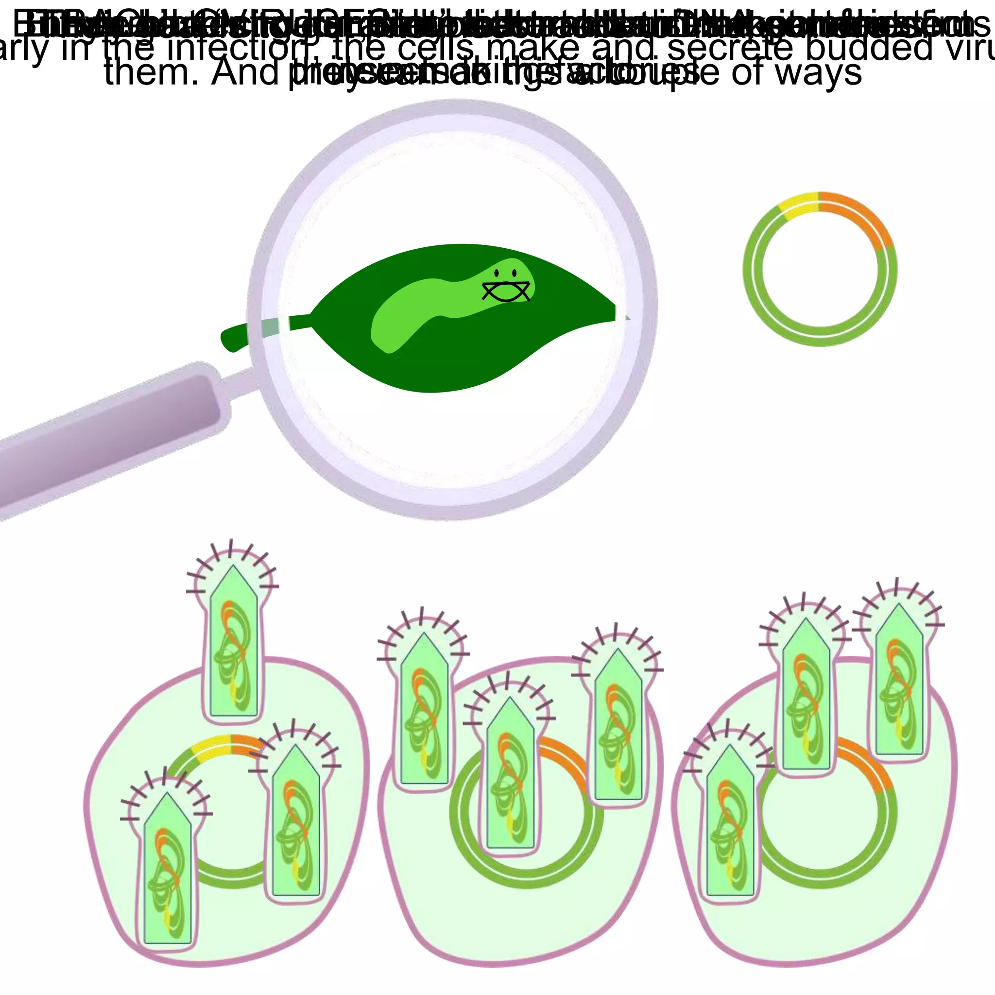 Baculovirus Expression Vector Systems | PPTX